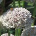 Ail Ping-Pong (Allium ampeloprasum Ping-Pong) 10 graines